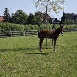 King AV Z